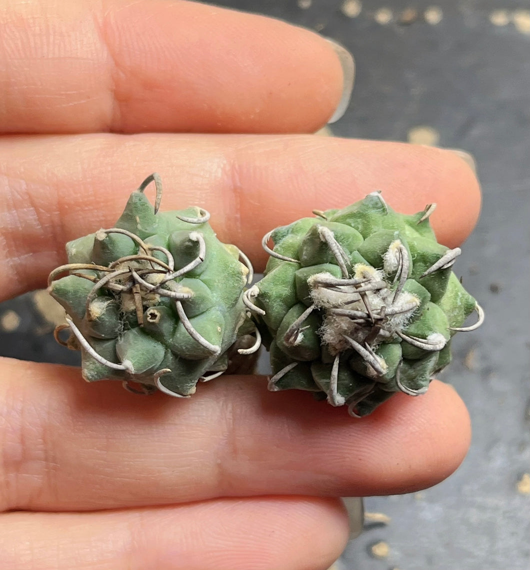 Turbinicarpus klinkerianus Huizache （each）