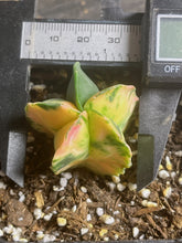 Load image into Gallery viewer, Astrophytum myriostigma variegated
