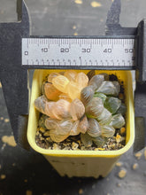 Load image into Gallery viewer, Haworthia cooperi var. obtusa &#39; Blue mirror &#39;Variegated
