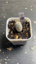 Load image into Gallery viewer, Mammillaria perezdelarosae subs. andersoniana
