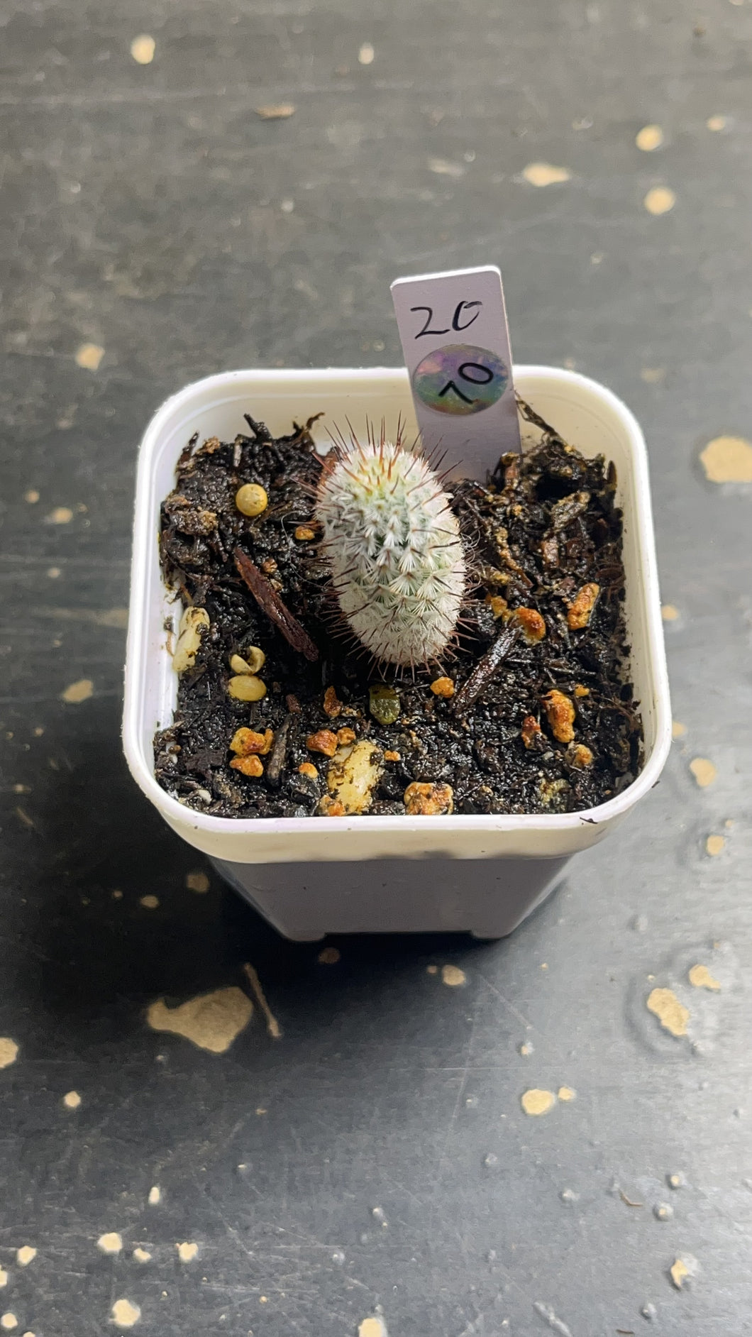 Mammillaria perezdelarosae subs. andersoniana