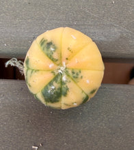 Load image into Gallery viewer, Astrophytum asterias Variegated
