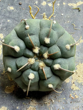 Load image into Gallery viewer, Gymnocalycium Vatteri Eindornig
