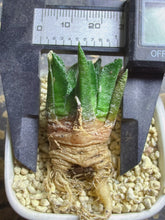 Load image into Gallery viewer, Ariocarpus fissuratus
