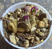 Load image into Gallery viewer, Phyllobolus resurgens
