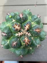 Load image into Gallery viewer, Coryphantha elephantidens

