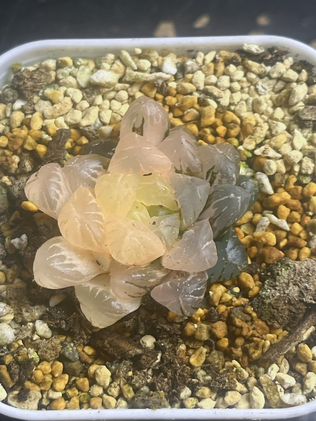 Haworthia obtusa variegated 68