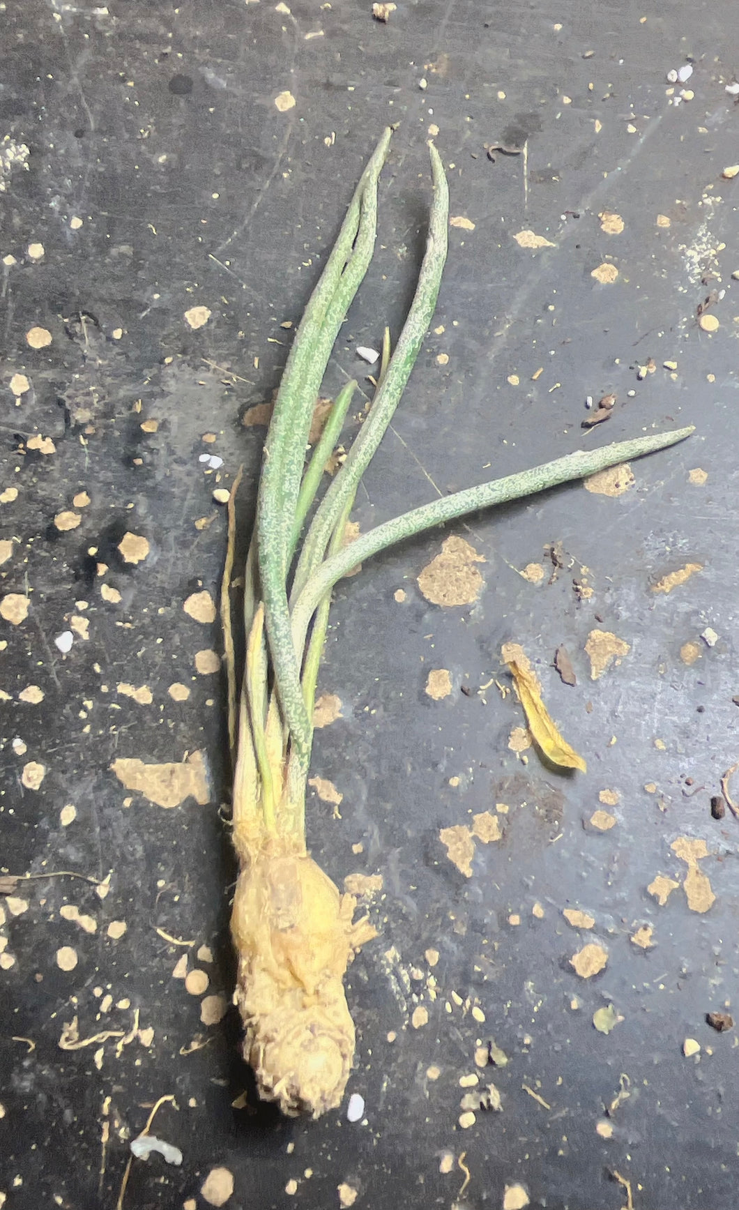 Astrophytum caput-medusae