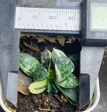 Load image into Gallery viewer, Gasteria gracilis variegata
