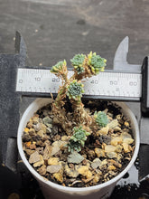 Load image into Gallery viewer, Sedum multiceps
