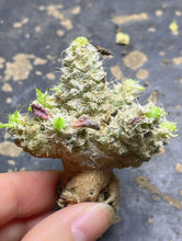 Load image into Gallery viewer, Euphorbia tulearensis
