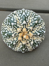Load image into Gallery viewer, Astrophytum asterias 'Super Kabuto V-Type
