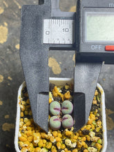 Load image into Gallery viewer, Conophytum pageae SE
