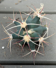 Load image into Gallery viewer, Ferocactus emoryi

