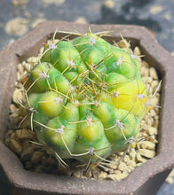 Load image into Gallery viewer, Cactus variegated
