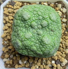 Load image into Gallery viewer, Pseudolithos cubiformis
