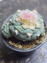 Load image into Gallery viewer, Lophophora peyote
