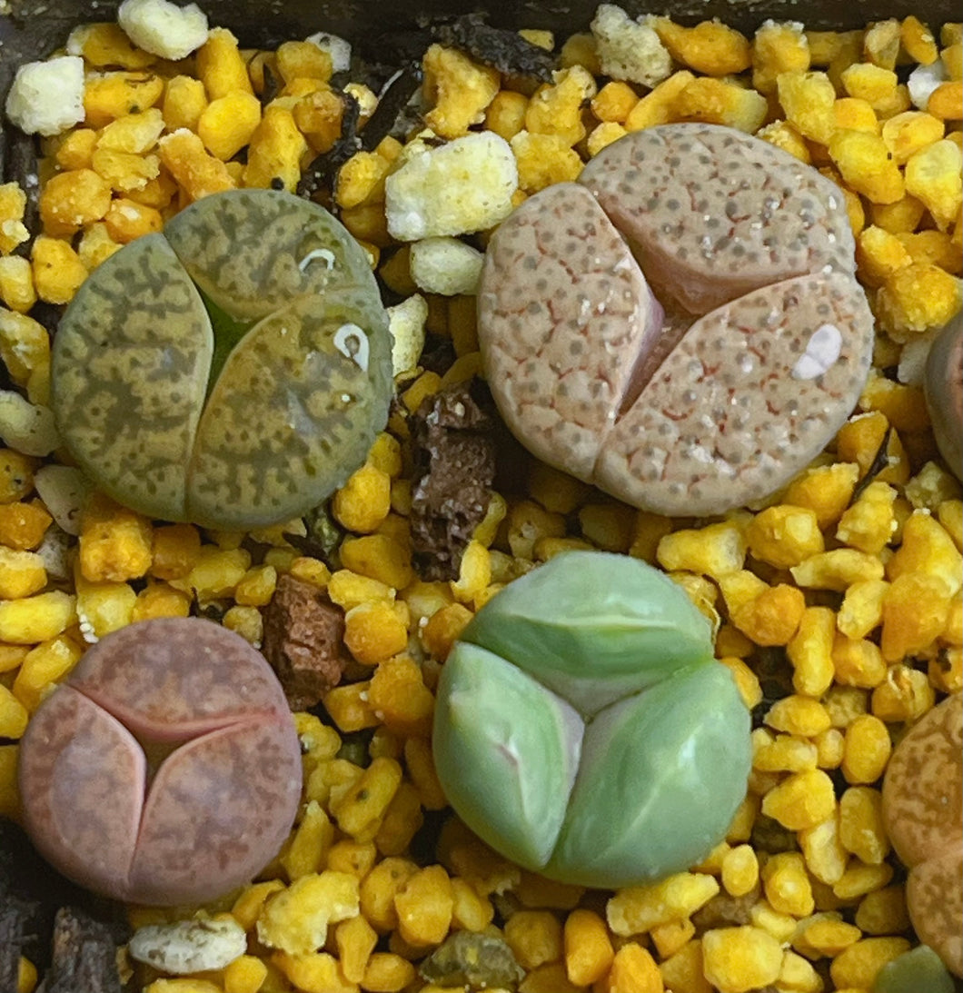 Lithops three leaf( 4 pcs)