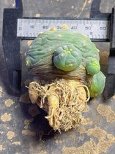 Load image into Gallery viewer, Lophophora peyote
