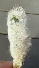Load image into Gallery viewer, Echinocereus canus
