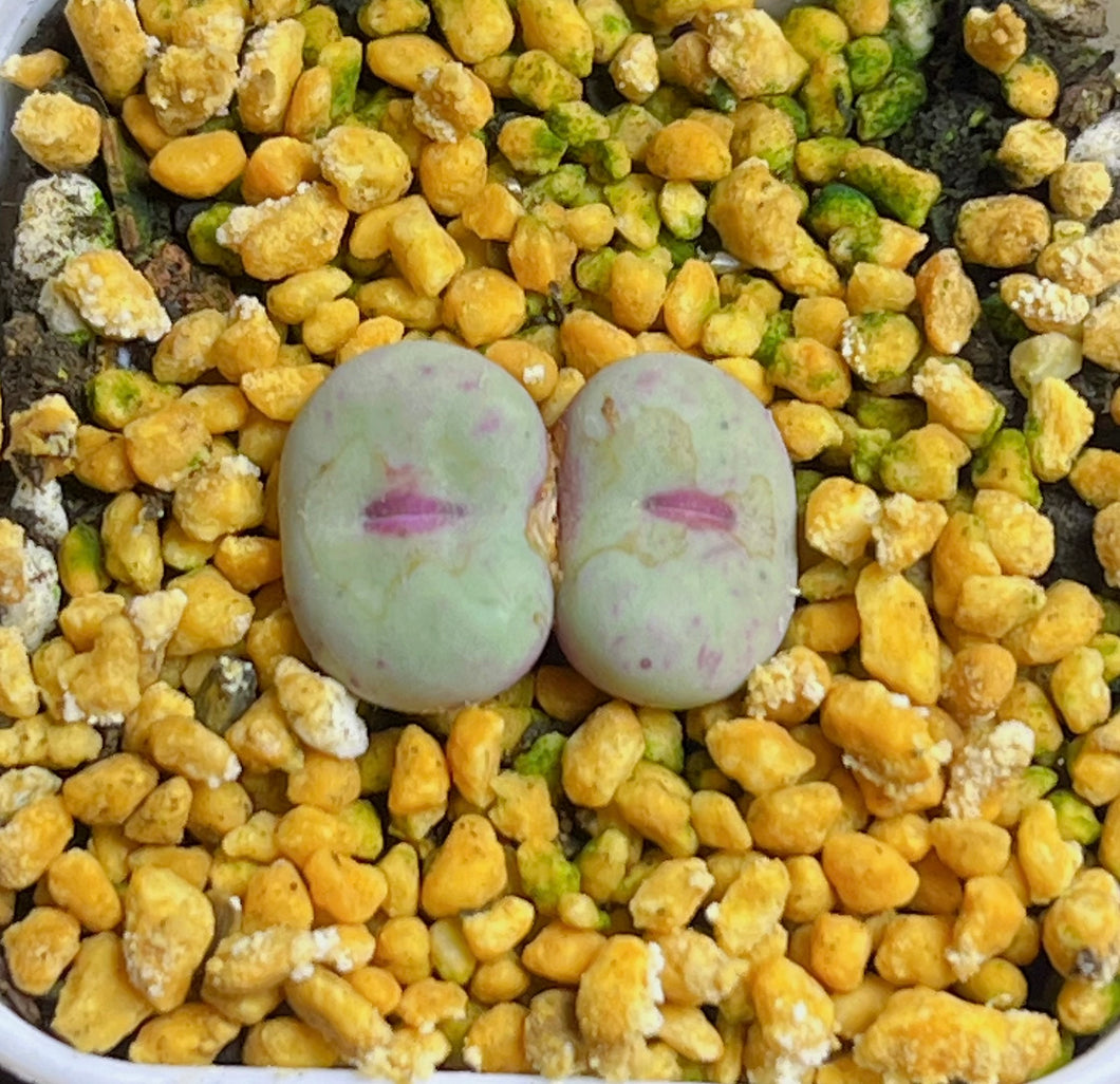 Conophytum pageae SE kotzesrus