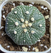 Load image into Gallery viewer, Astrophytum asterias
