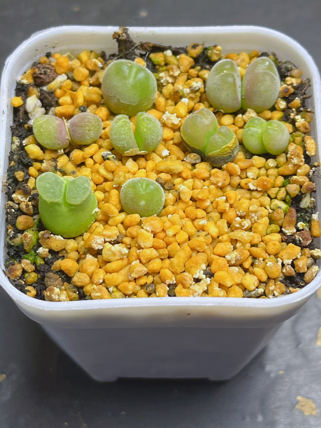 Conophytum (whole pots)