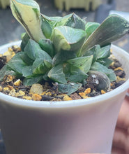 Load image into Gallery viewer, Haworthia Mutica Variegated
