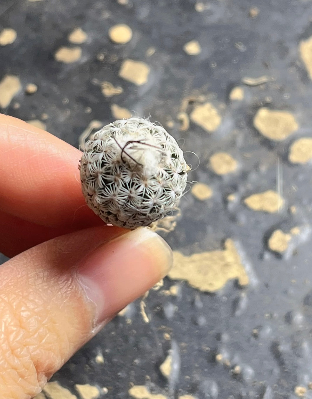 Turbinicarpus dickisoniae