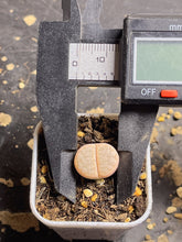 Load image into Gallery viewer, Lithops C309a ‘cafe Lait’
