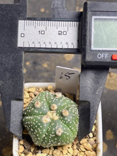 Load image into Gallery viewer, Astrophytum asterias
