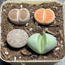 Load image into Gallery viewer, Lithops colorful (a pot)
