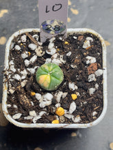 Load image into Gallery viewer, Astrophytum asterias Variegated
