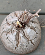 Load image into Gallery viewer, Dioscorea elephantipes
