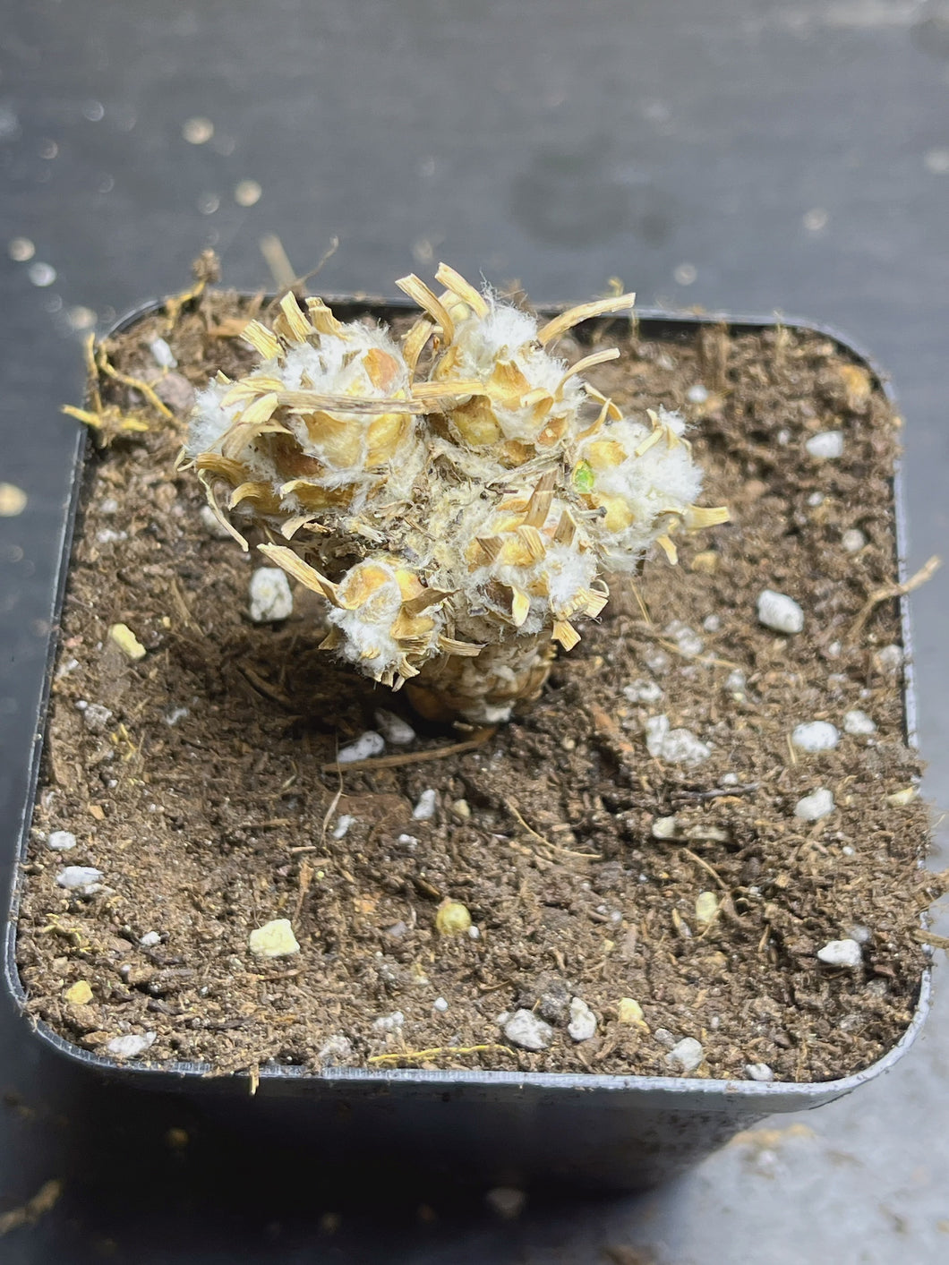 Othonna retrorsa
