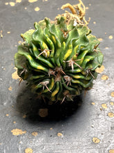 Load image into Gallery viewer, Stenocactus phyllacanthus Variegate
