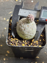 Load image into Gallery viewer, Tephrocactus geometricus
