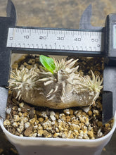 Load image into Gallery viewer, Pachypodium Brevicaule
