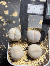 Load image into Gallery viewer, Lithops Dintheranthus pole-evansii (each)
