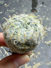Load image into Gallery viewer, Mammillaria nana subsp. duwei
