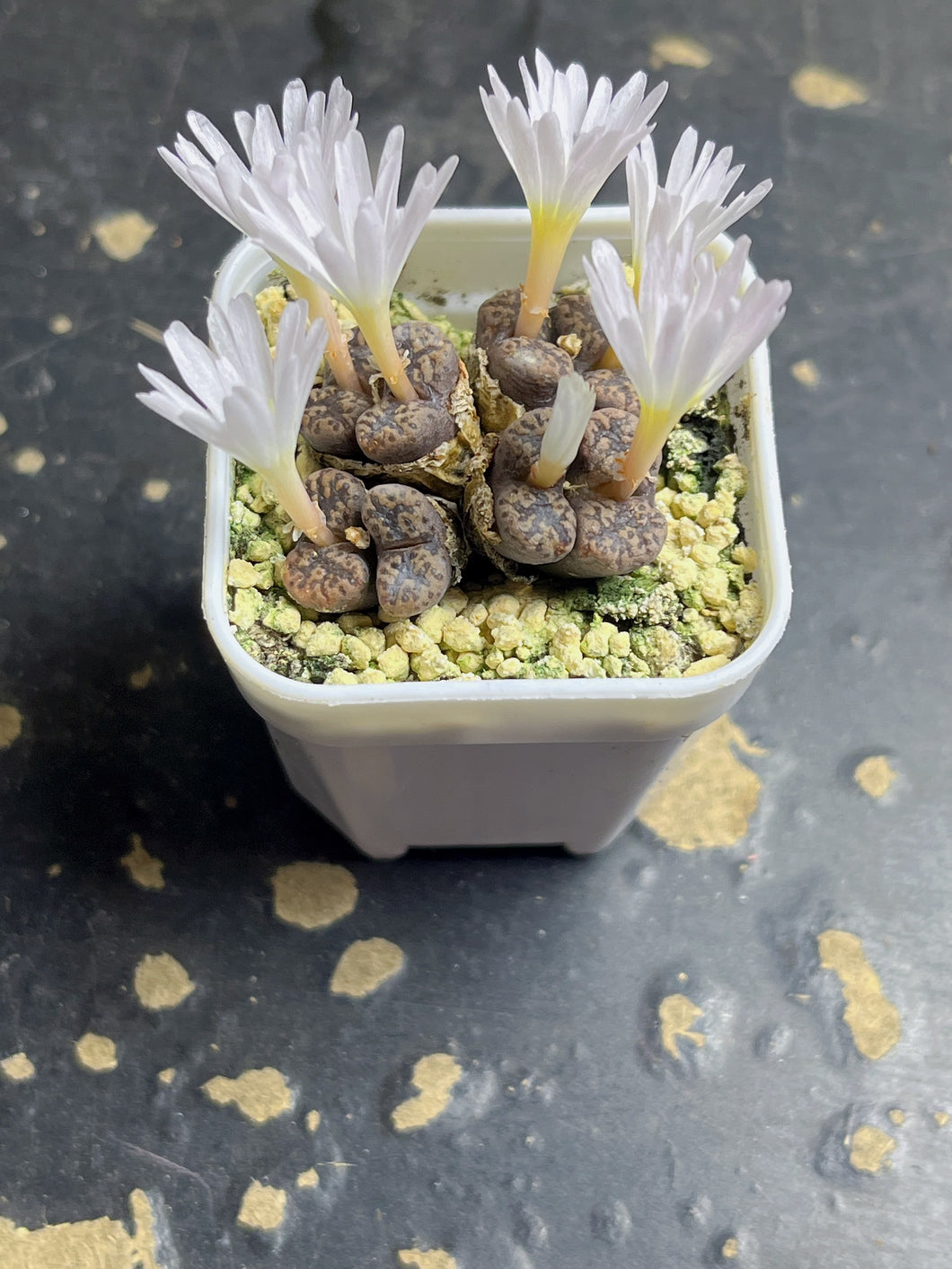 Conophytum pellucidum