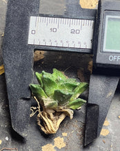 Load image into Gallery viewer, Ariocarpus Fissuratus
