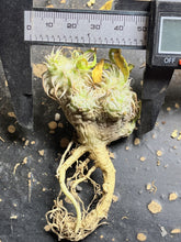 Load image into Gallery viewer, Pachypodium Brevicaule
