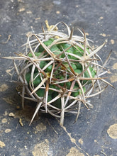 Load image into Gallery viewer, Gymnocalycium ambatoense
