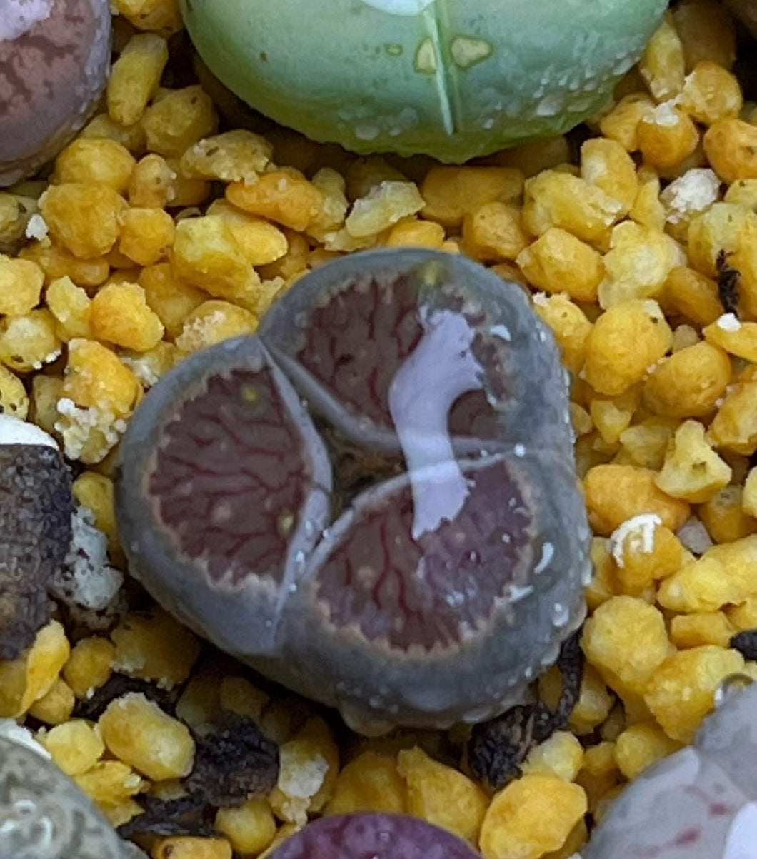 Lithops three leaf