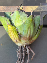 Load image into Gallery viewer, Agave titanota 'White Whale'
