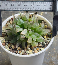 Load image into Gallery viewer, Haworthia magnifica v.atrofusca
