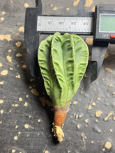 Load image into Gallery viewer, Astrophytum myriostigma cv. Onzuka f. tricostatum Fukuryiu
