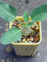 Load image into Gallery viewer, Euphorbia globulicaulis
