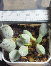 Load image into Gallery viewer, Adromischus cooperi v. Festivus
